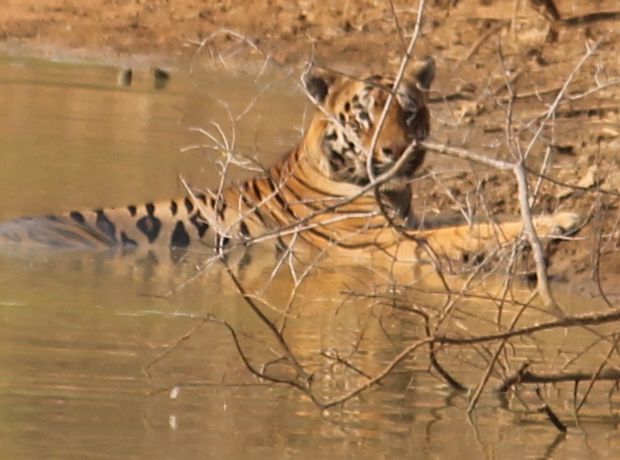 Vidarbha Tiger Trail