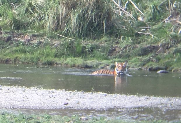 The Corbett Story: How India's First National Park Was Born