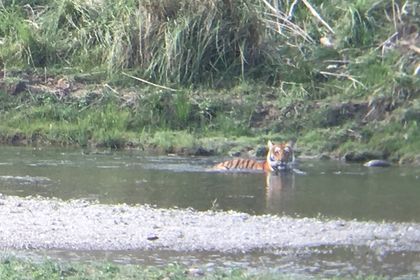 The Corbett Story: How India's First National Park Was Born