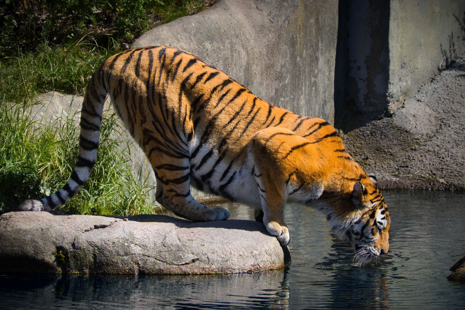 Corbett wildlife