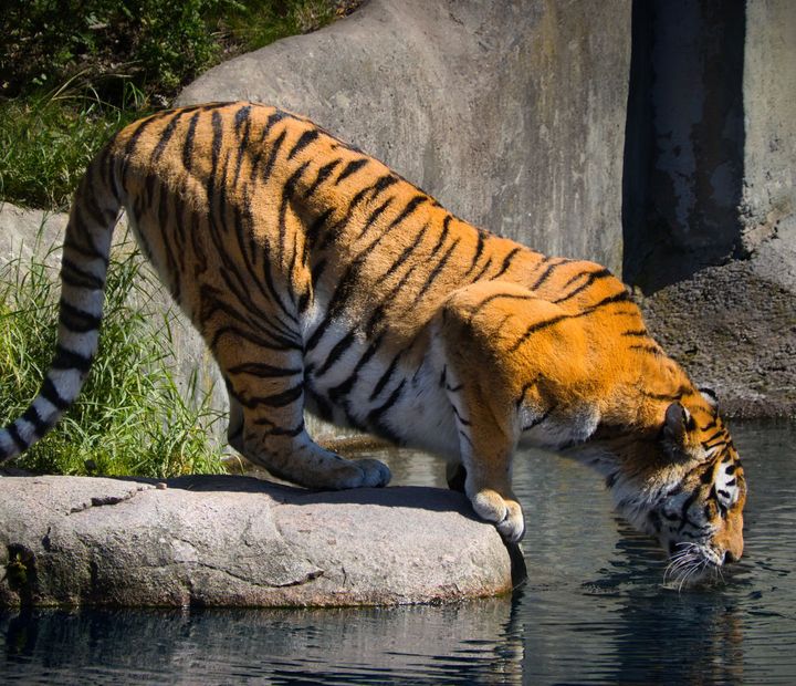 Corbett wildlife