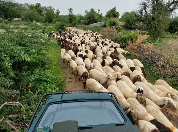 Jawai Discovery