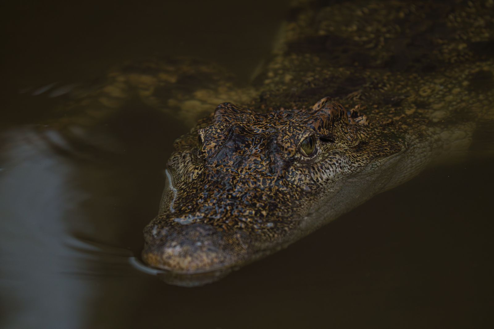 Crocodile