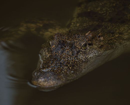 Crocodile