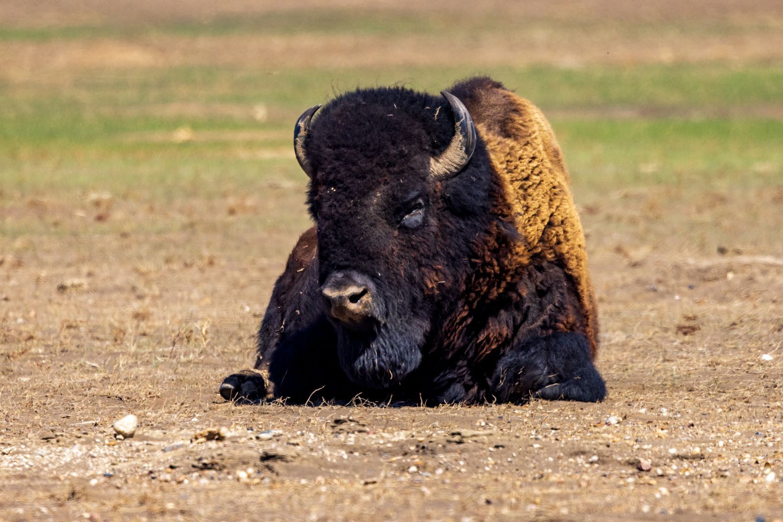 Gaur