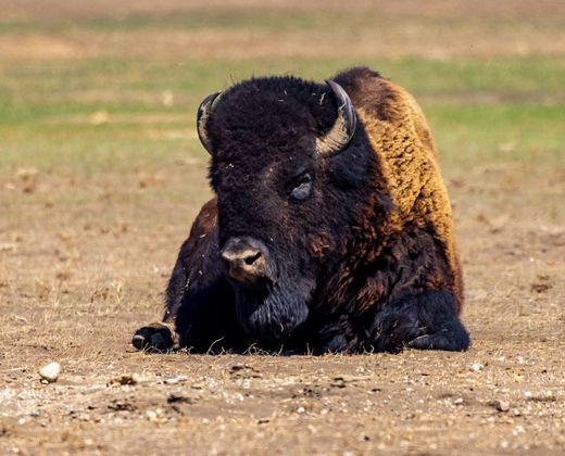 Gaur