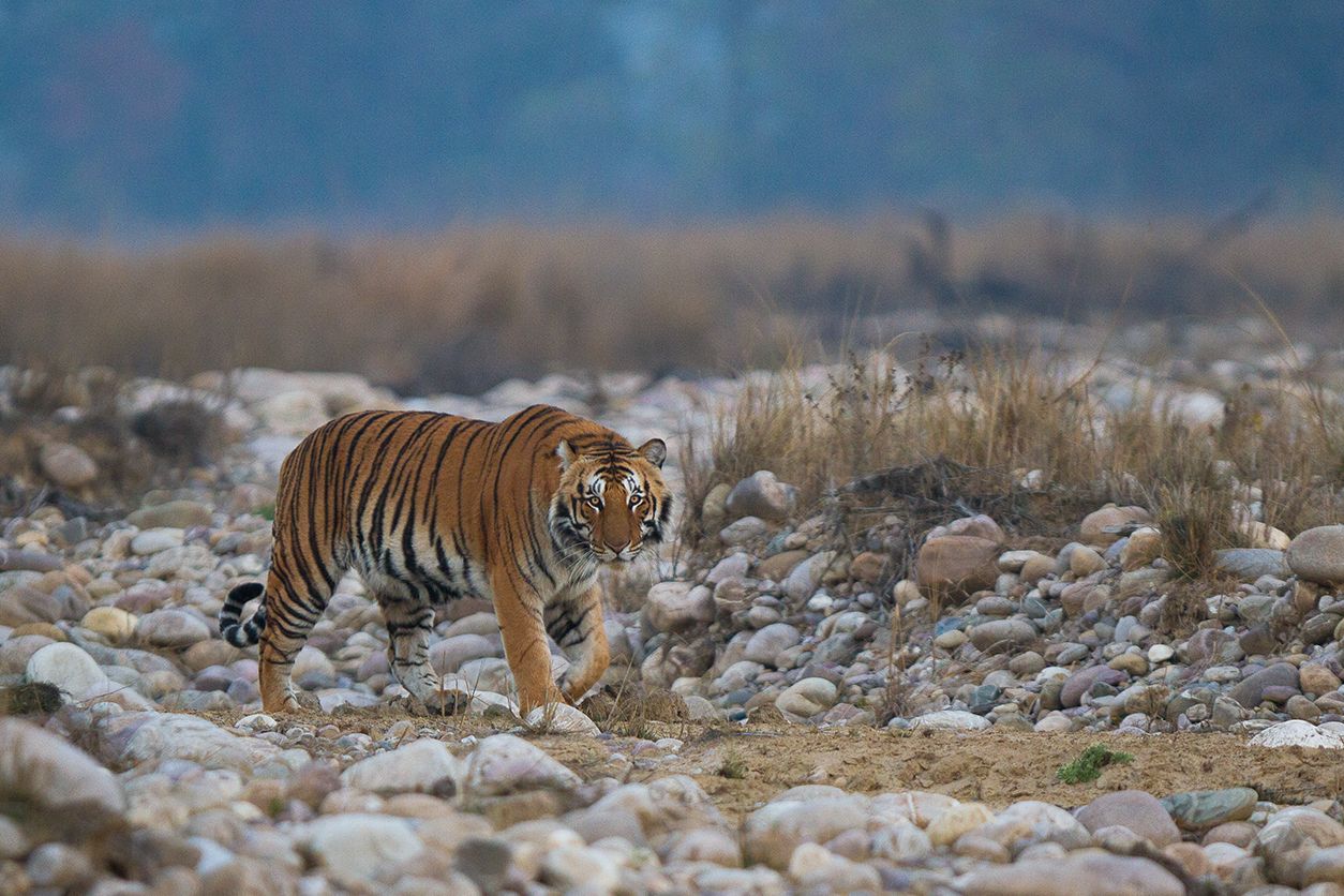 Corbett's Wildlife: Tigers, Elephants and the Ramganga River