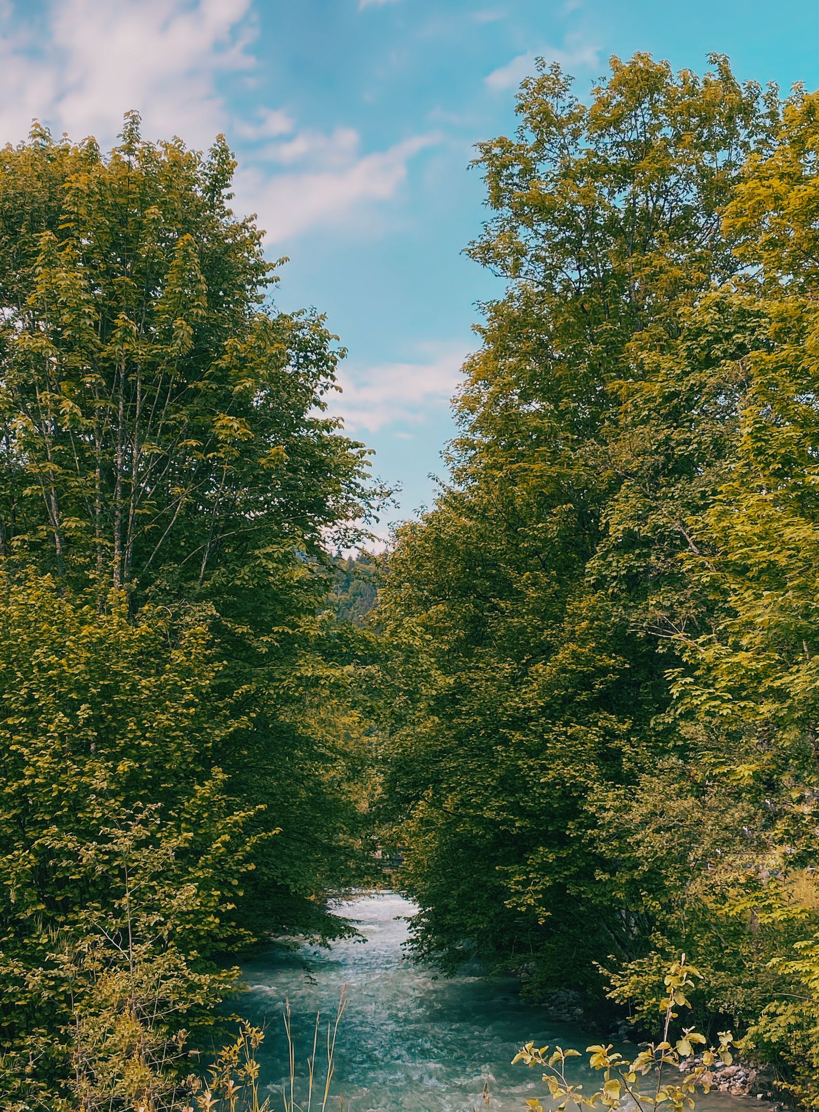 Forest