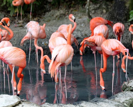 Flamingos