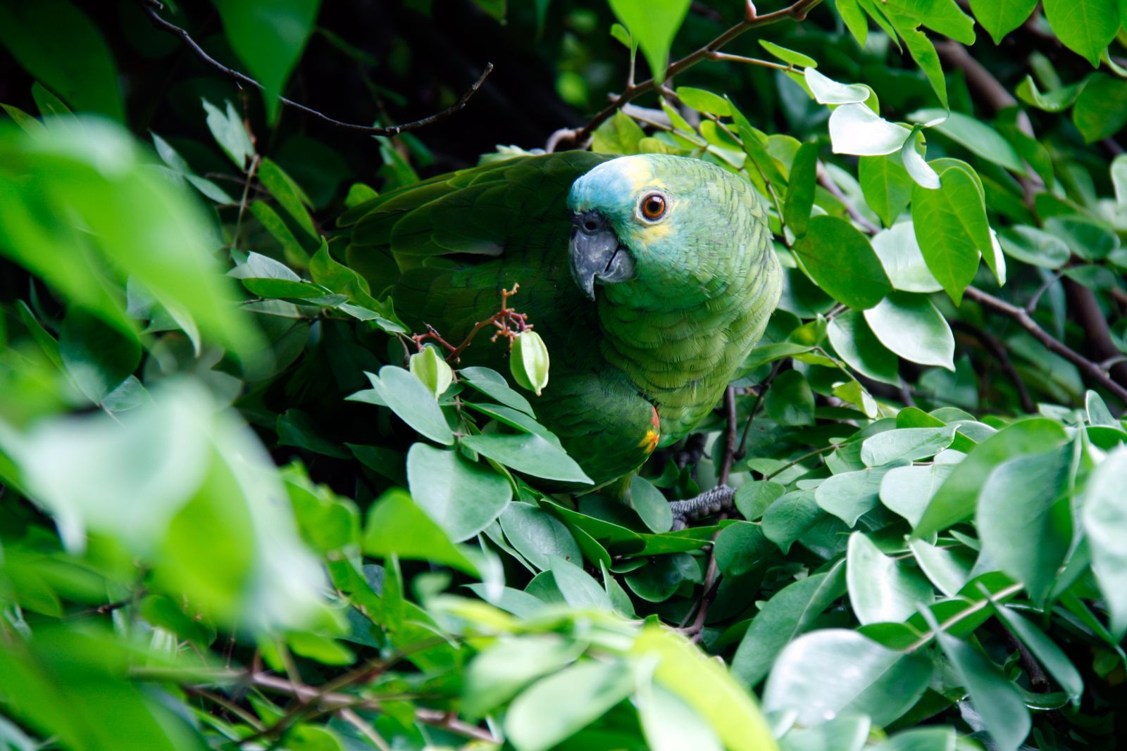 Bird