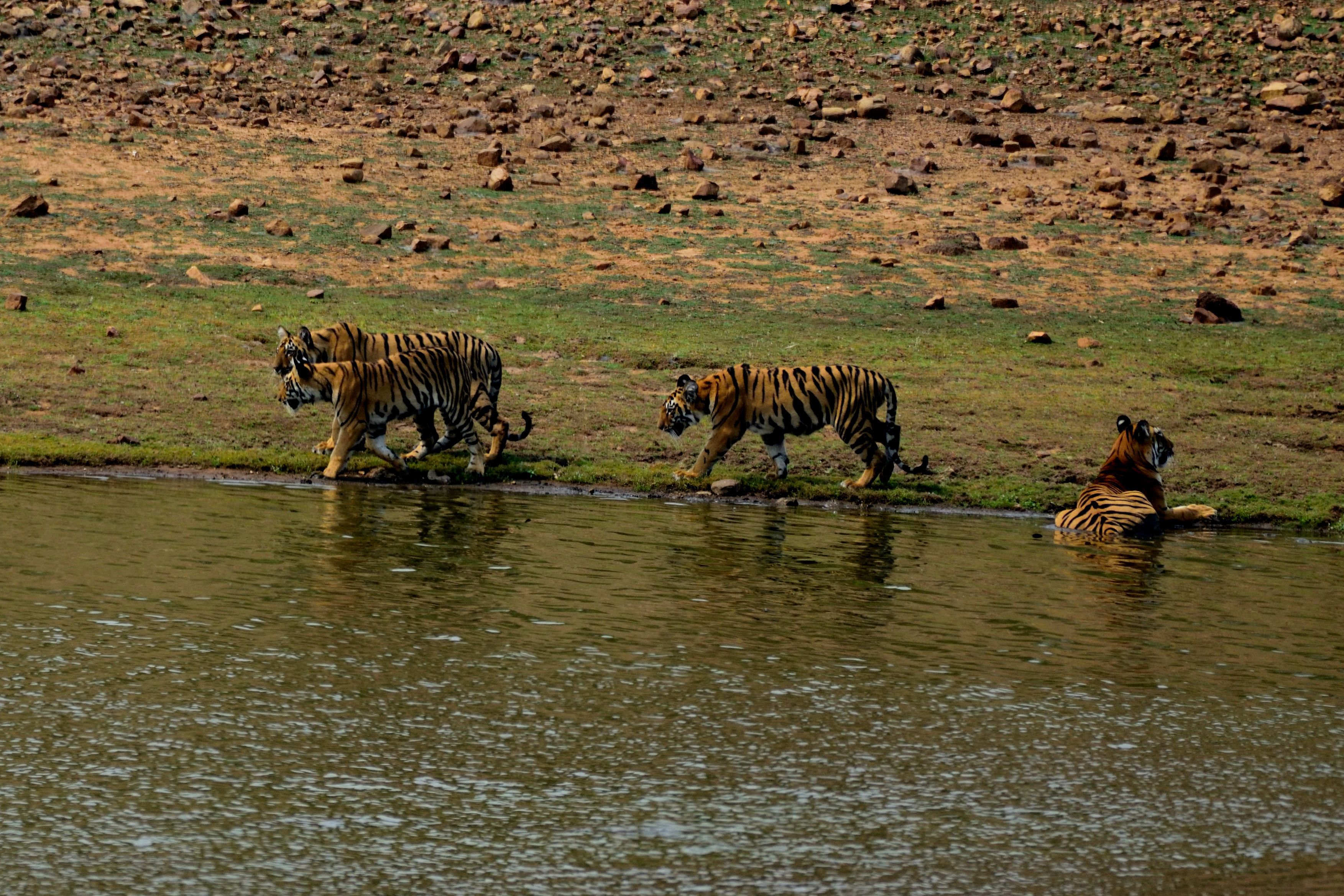Tadoba's Famous Tigers: Meet the Reserve's Resident Cats