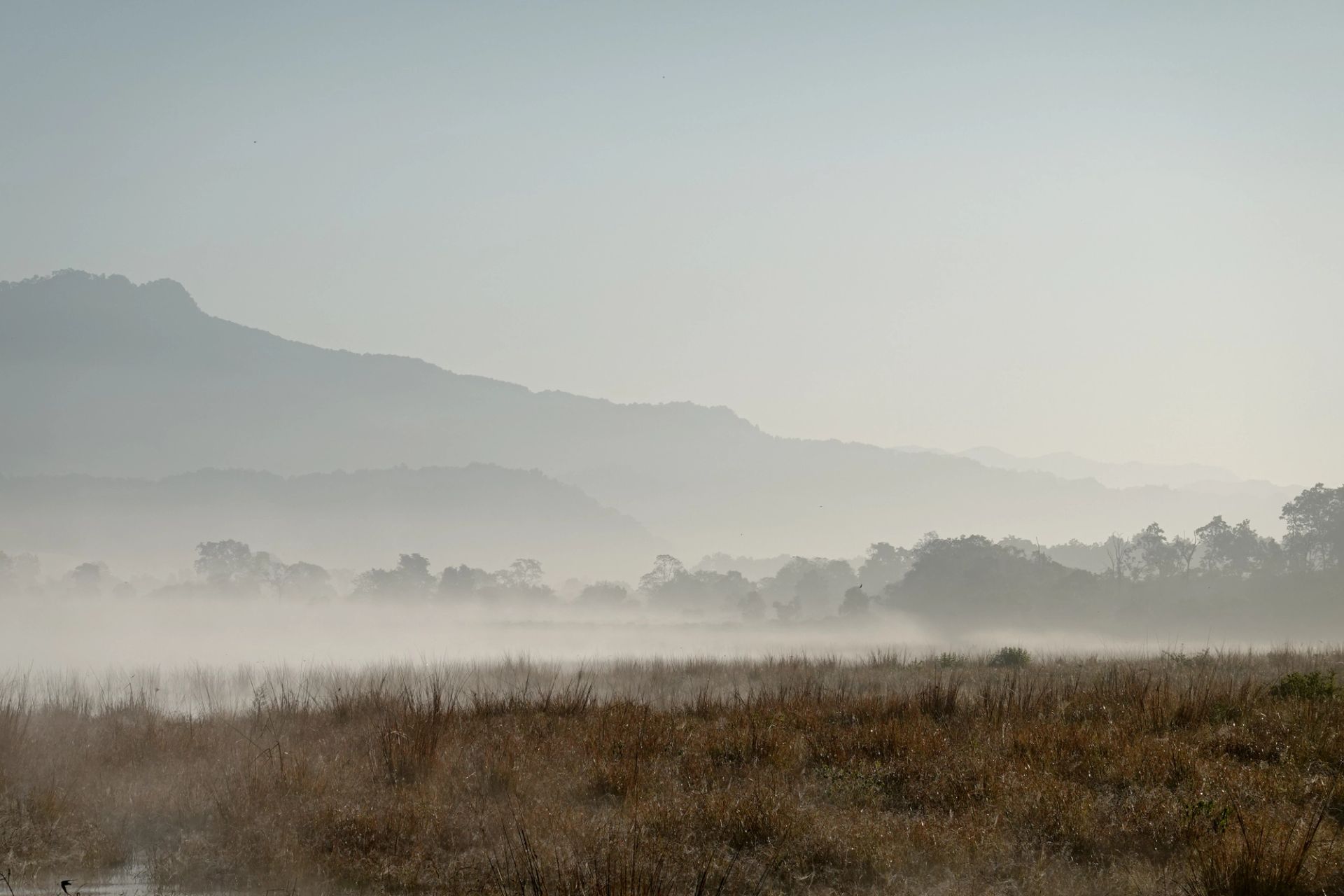 Best Time to Visit Jim Corbett National Park