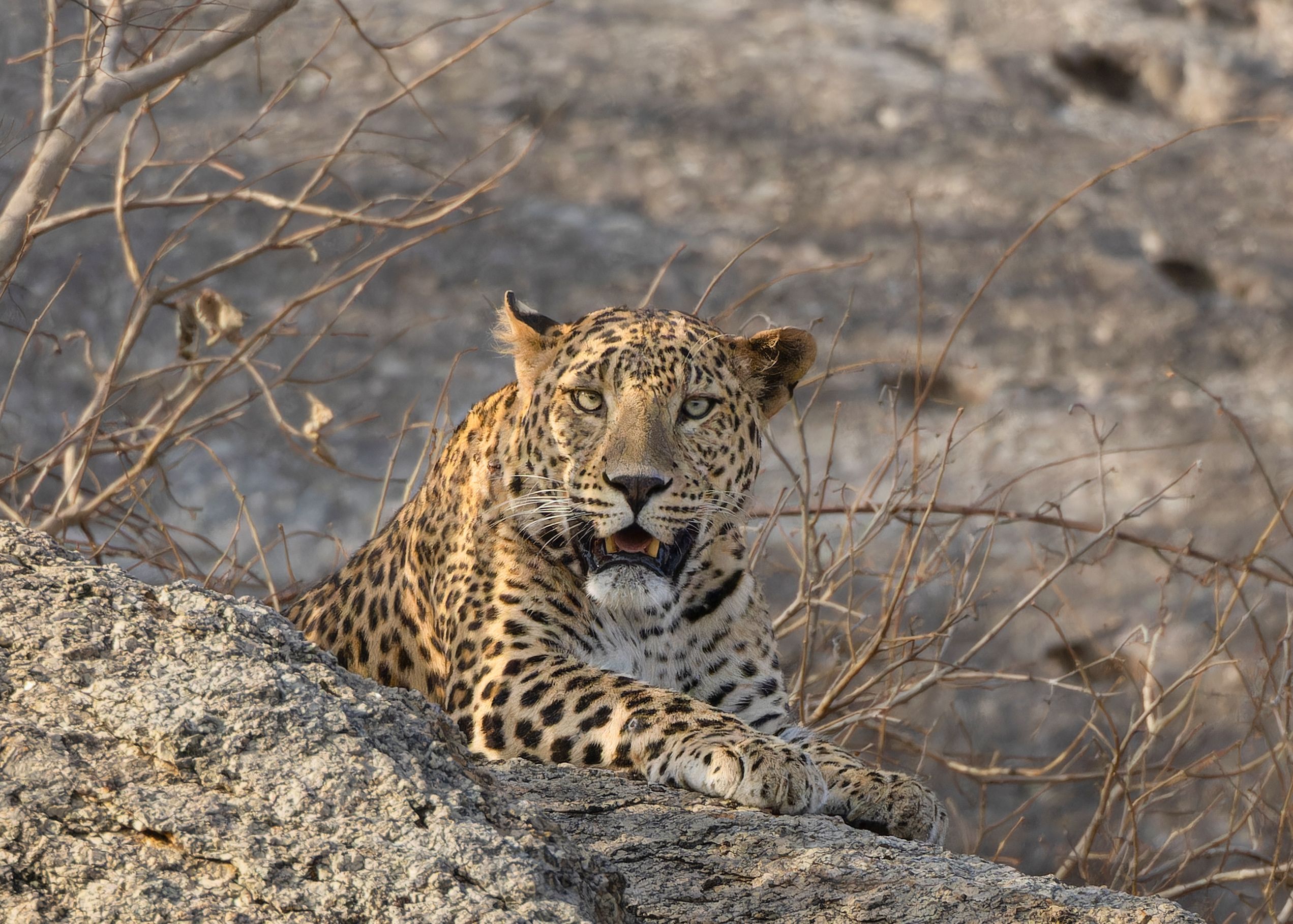Best Time to Visit Jawai: A Season Guide for Leopard Sightings