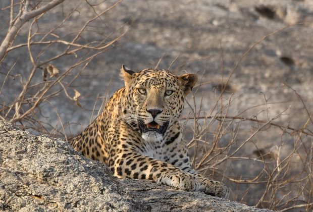 Best Time to Visit Jawai: A Season Guide for Leopard Sightings