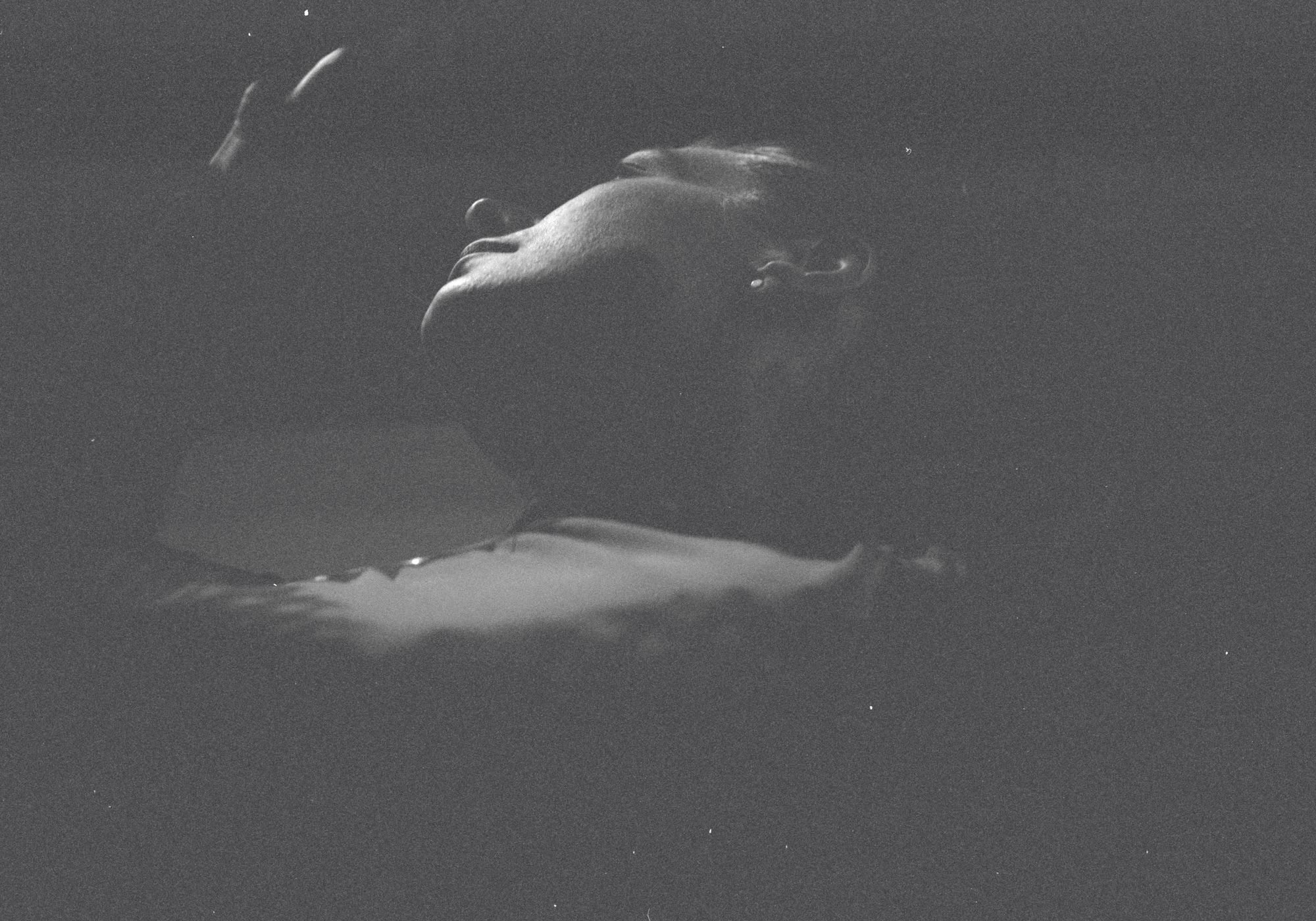 Picture of Merely, image 3 of 6
