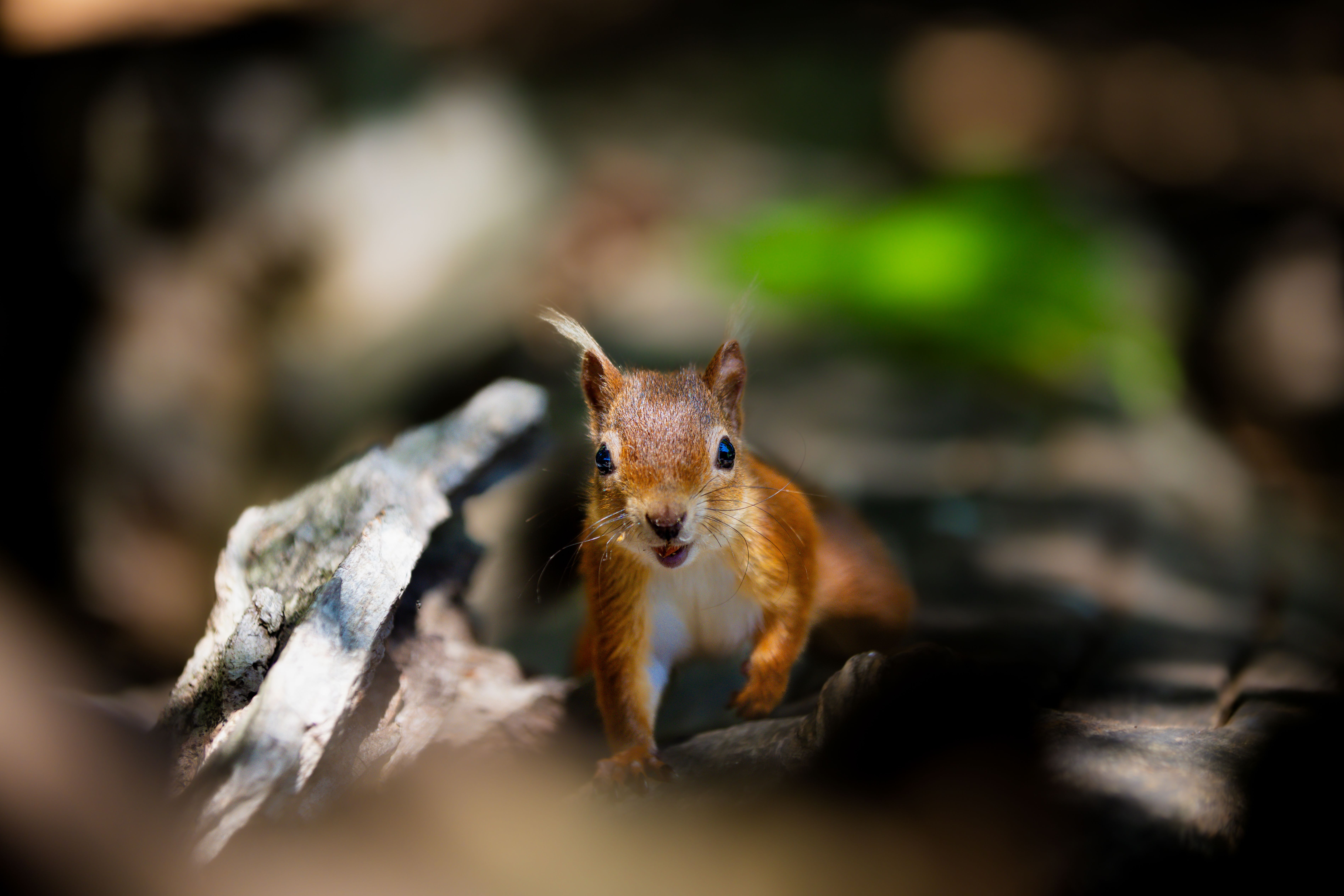 Image for Wildlife Photography / Prints