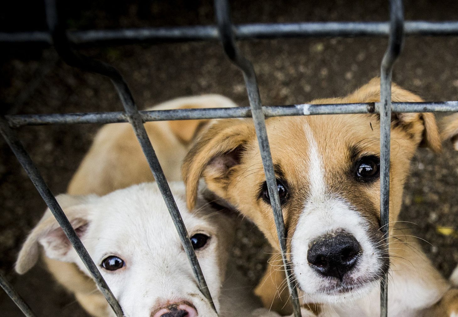 Rescue dogs in an animal shelter, symbolising why animal charities lead in legacy giving and gifts in wills fundraising.