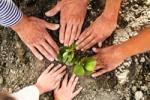 Older hands and young hands around a freshly planted sapling
