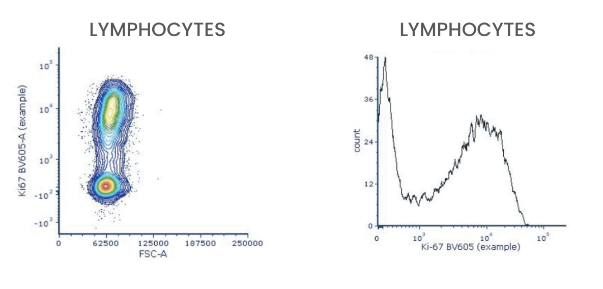 Figure 1: dot plot of Ki-67 BV605 against FSC-A and histogram of Ki-67 BV605 for lymphocytes, showing the expression pattern Cerba Research wanted the cell mimic to reproduce