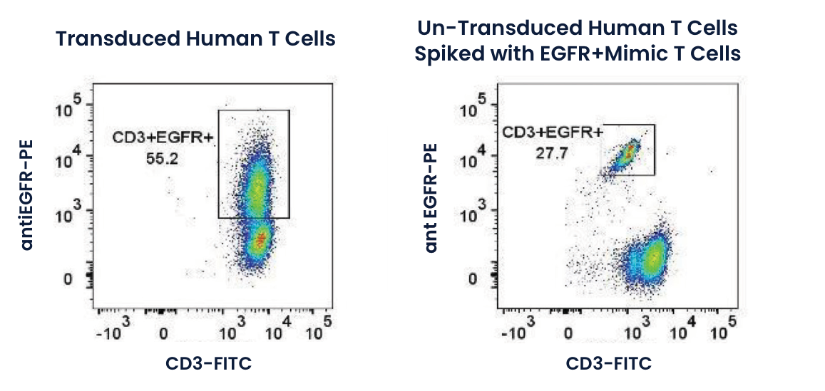 Figure 1: dot plots of anti-EGFR-PE against CD3-FITC for transduced human T cells (55.2% CD3+EGFR+) and for un-transduced human T cells spiked with EGFR+ mimic T cells (27.7% CD3+EGFR+)