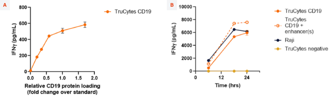 IFNγ against relative CD19 protein loading, and IFNγ over a 24 hour time course