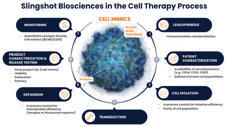 Slingshot Biosciences in the Cell Therapy Process