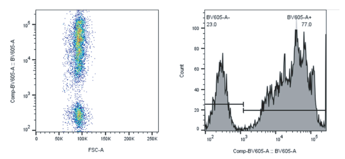 Figure 3: dot plot and histogram of the improved Ki-67 cell mimic stained with BV605 anti-Ki-67, with 77.0% BV605-positive and 23.0% BV605-negative events