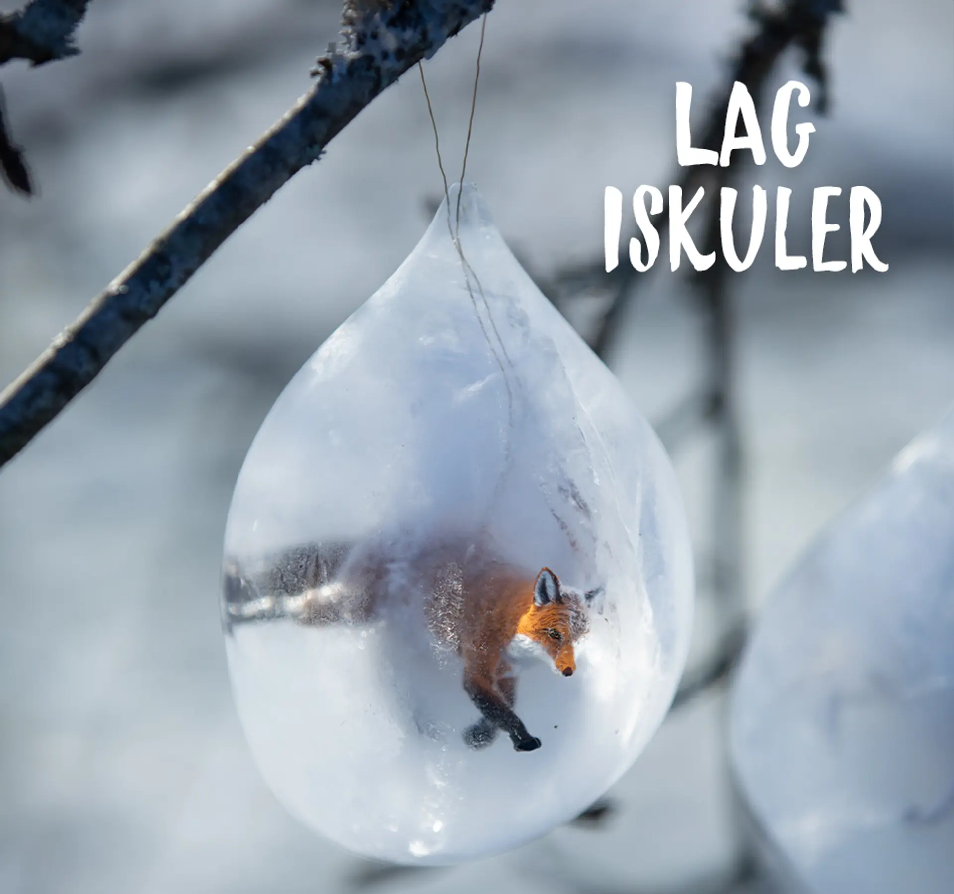 Fotografi av iskulene ferdig nedfryst og ballongen tatt av. Her kommer en lekefigur-rev til syne i iskulen.