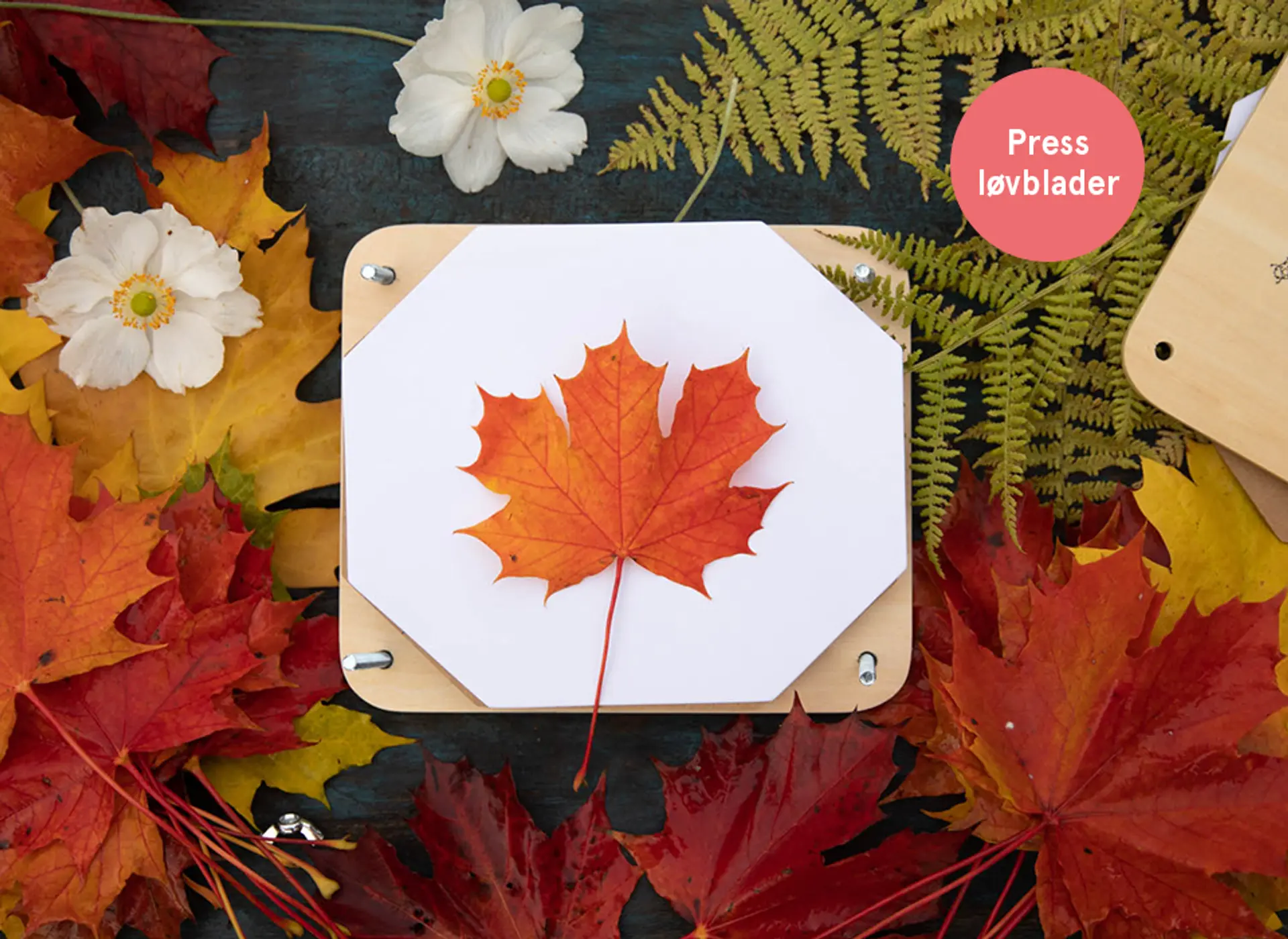 Press løvblader! Fotografi av Moulin Roty blomsterpresse.