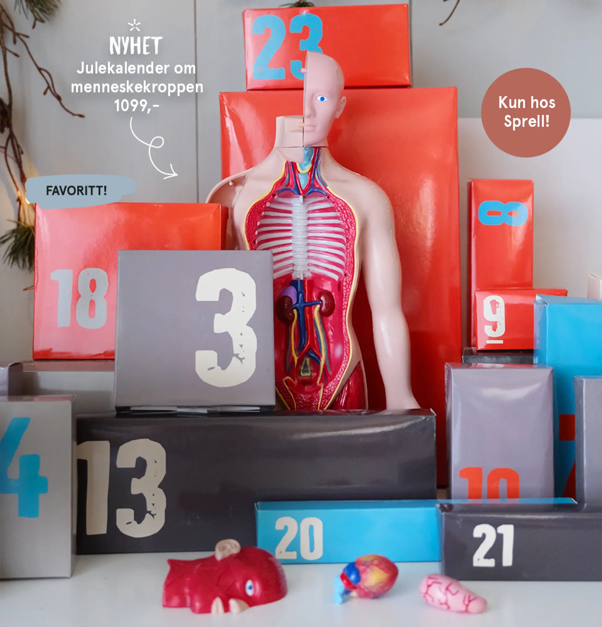 Nyhet! Julekalender om menneskekroppen - favoritt. Selges kun hos Sprell!