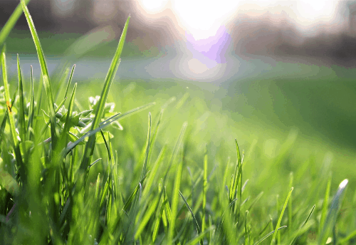 August is Hot | Keep Your Lawn Looking Cool!