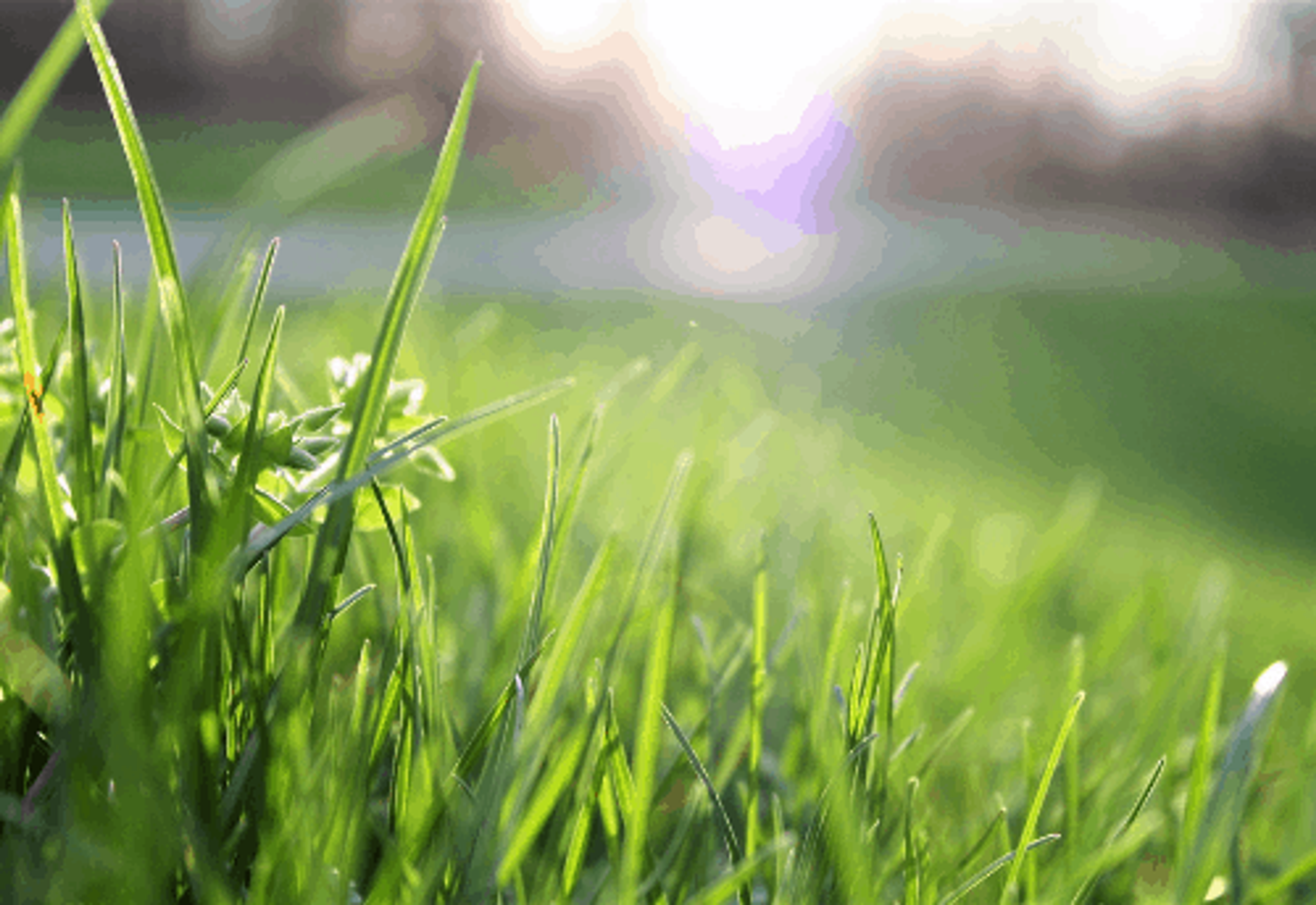 August is Hot | Keep Your Lawn Looking Cool!