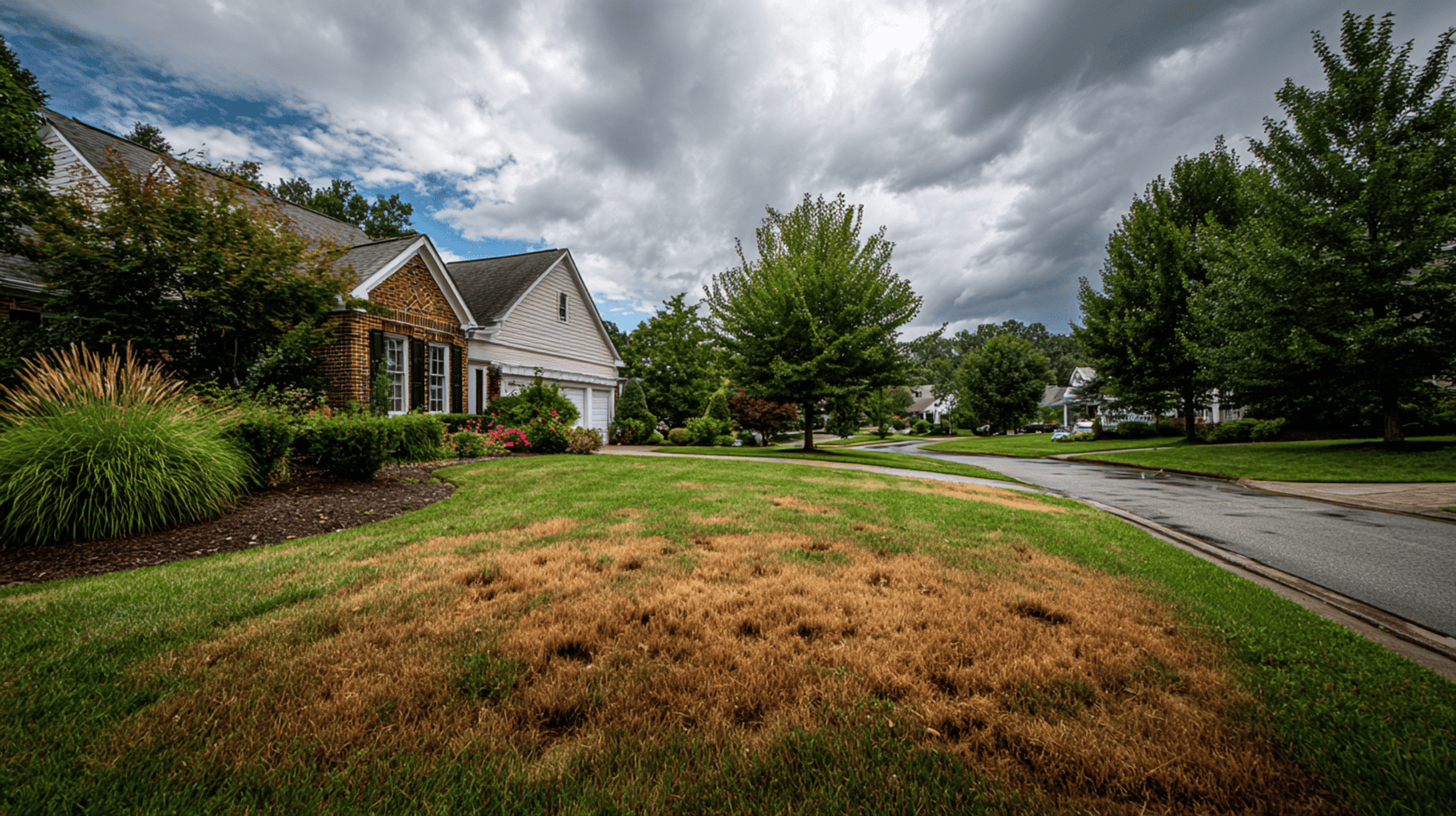Vienna’s Rainy Summer: Why Fungus is Spreading Across Local Lawns