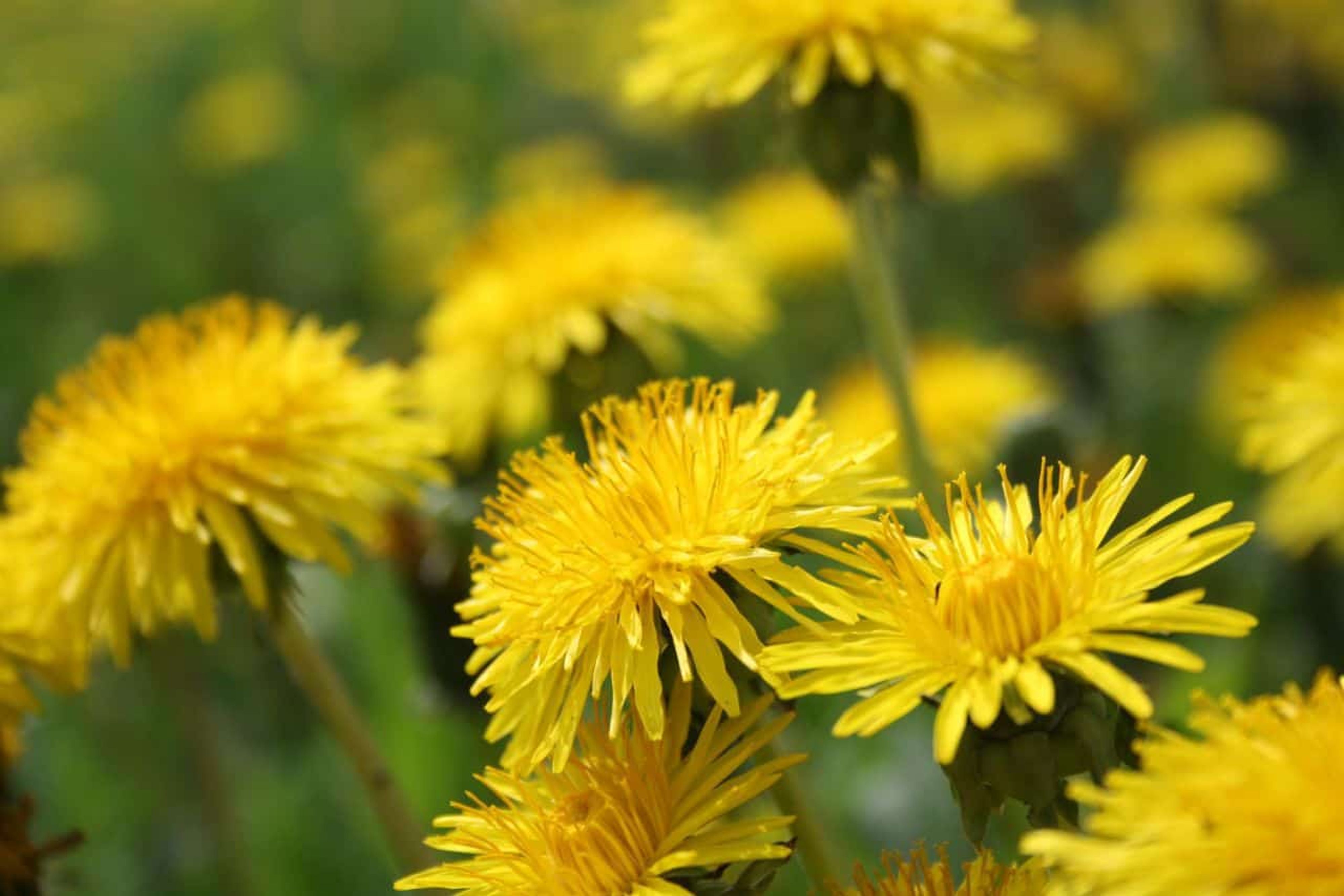 Affordably Outwit Weeds! Tips for Eliminating Weeds