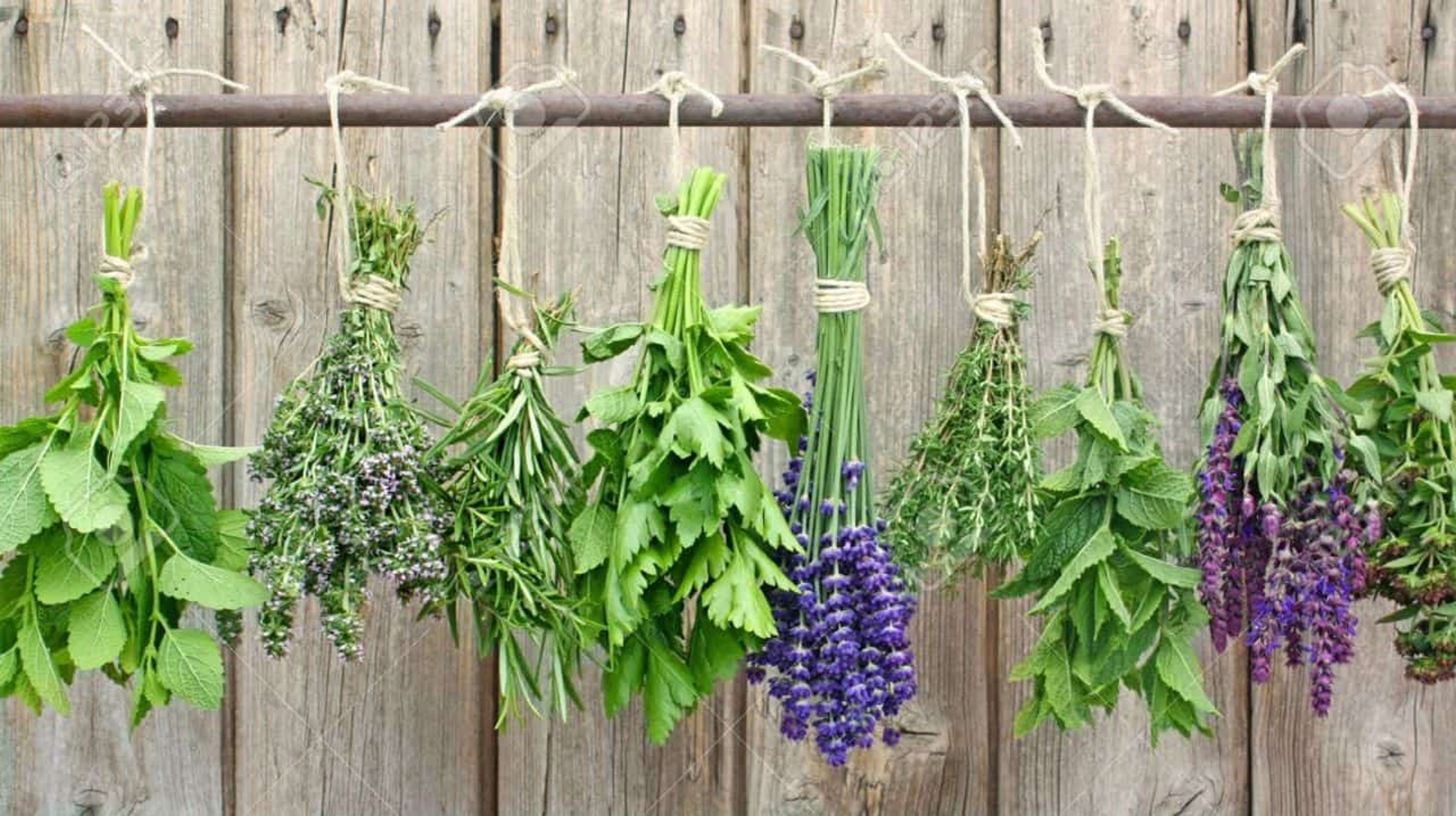 Harvesting and Storing Herbs