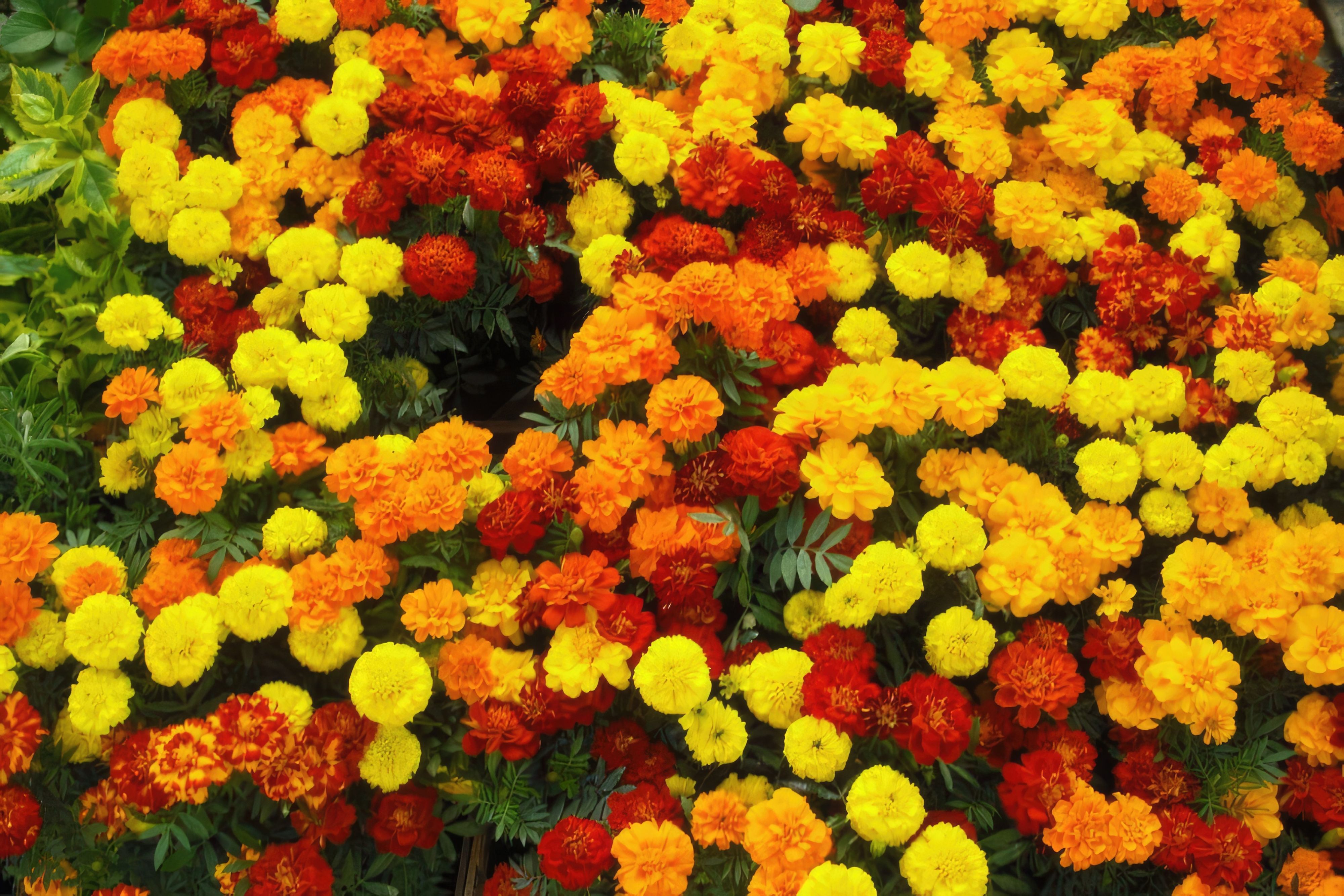 Plants that beautifully tell mosquitos to BUZZ OFF!