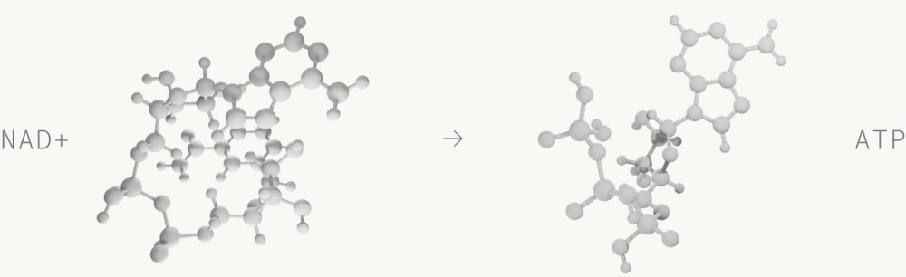 NAD+ generates ATP