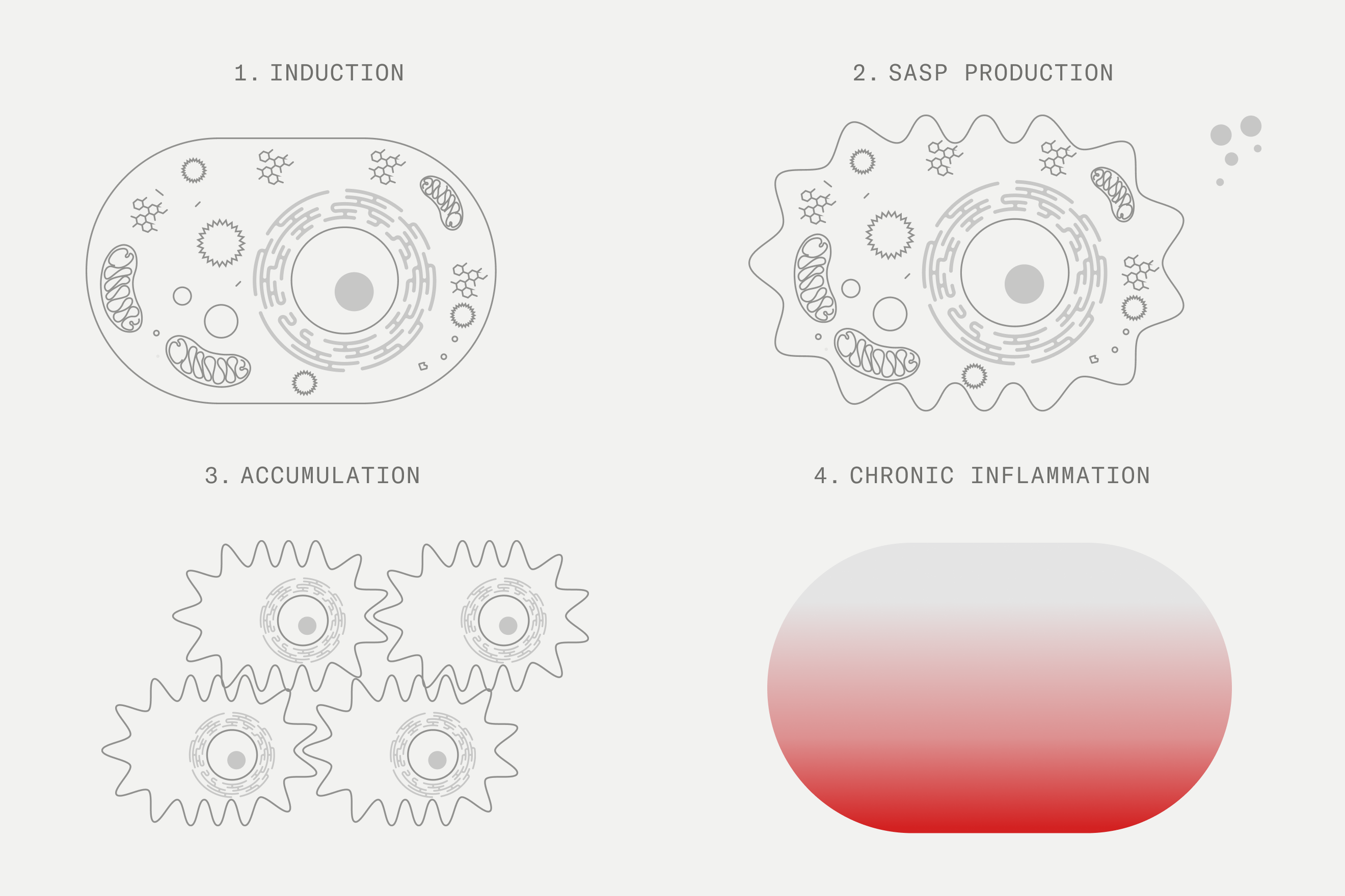 Stages of senescence
