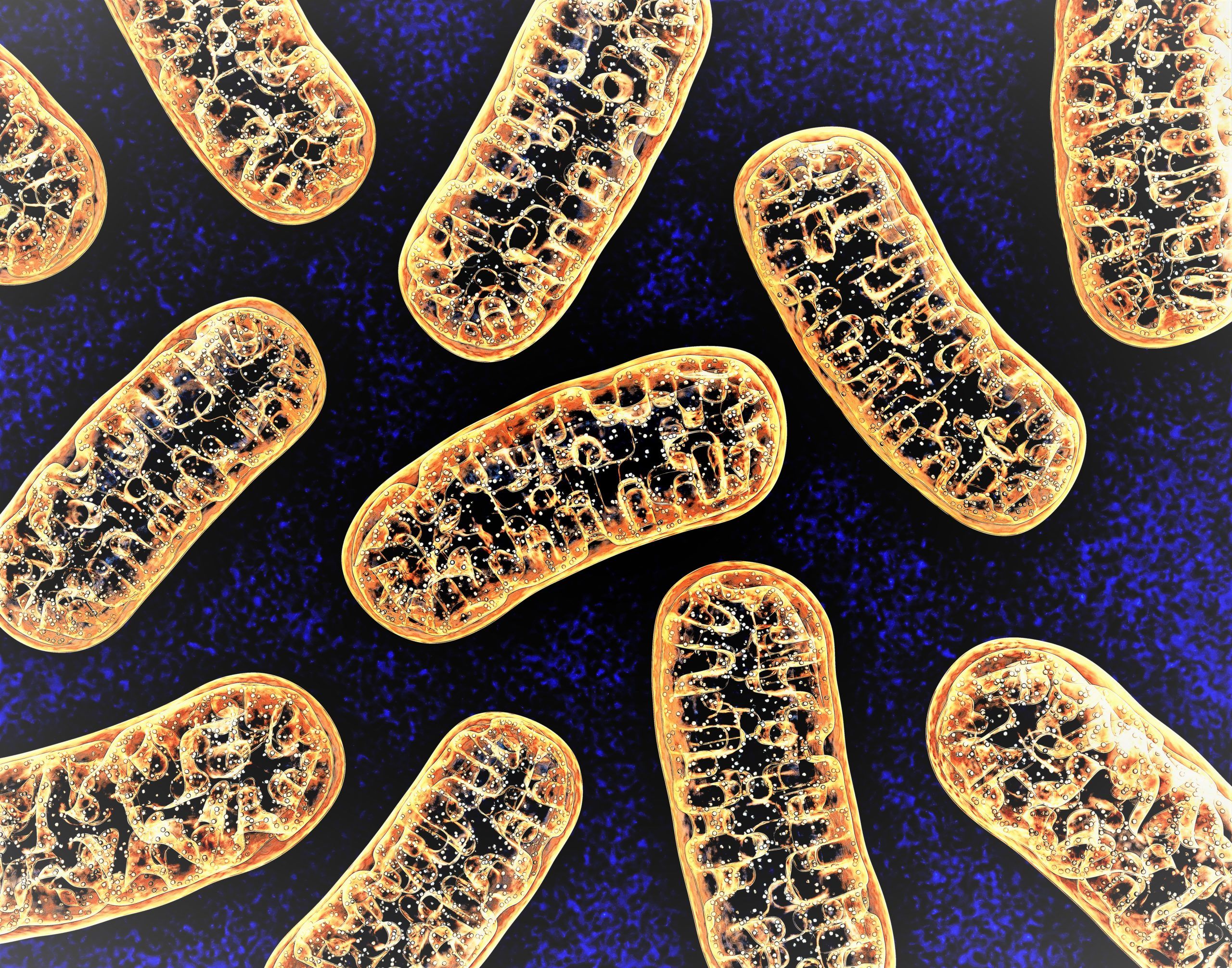 Mitochondria imagery