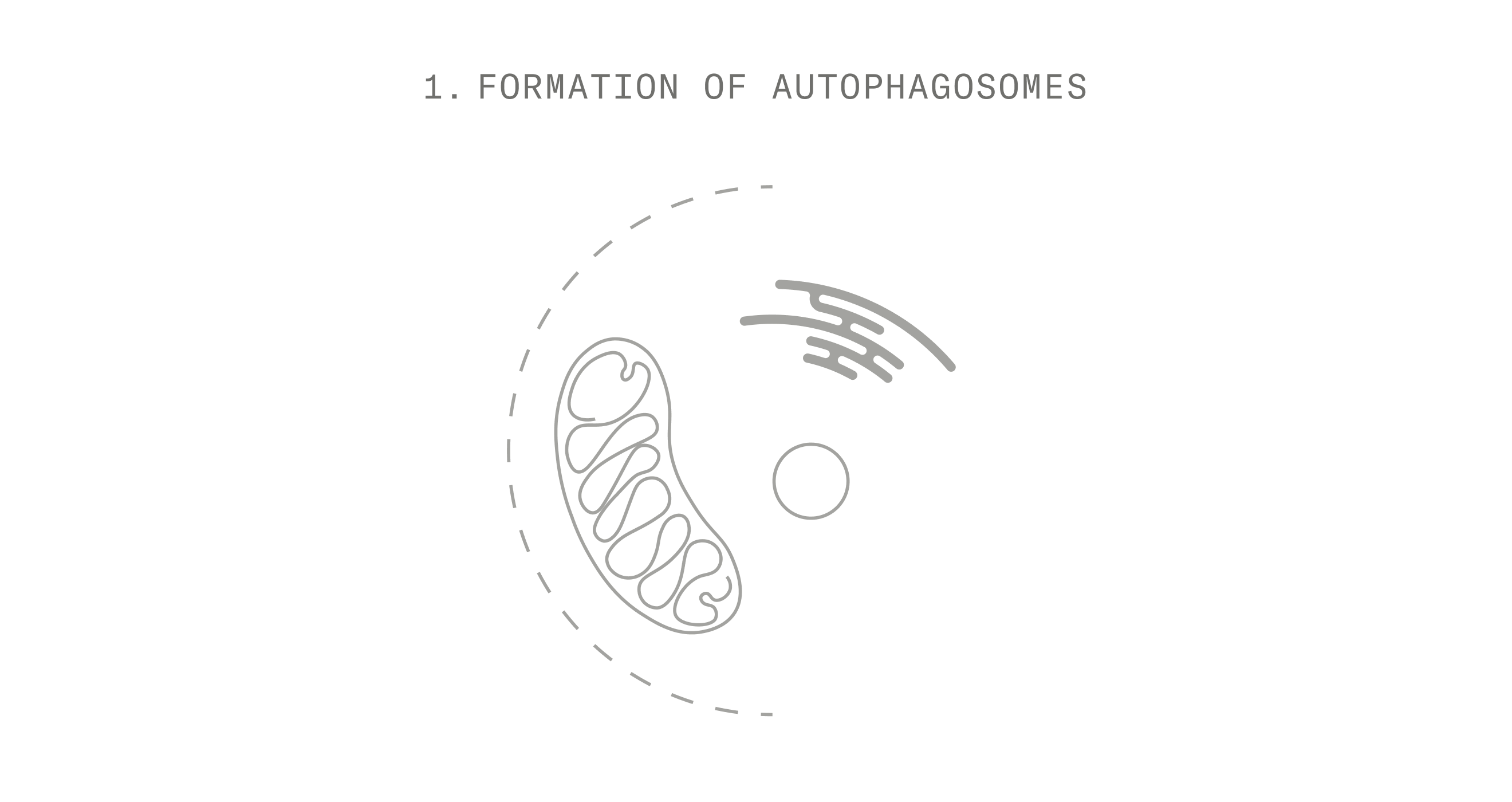 Autophagy Stage 1