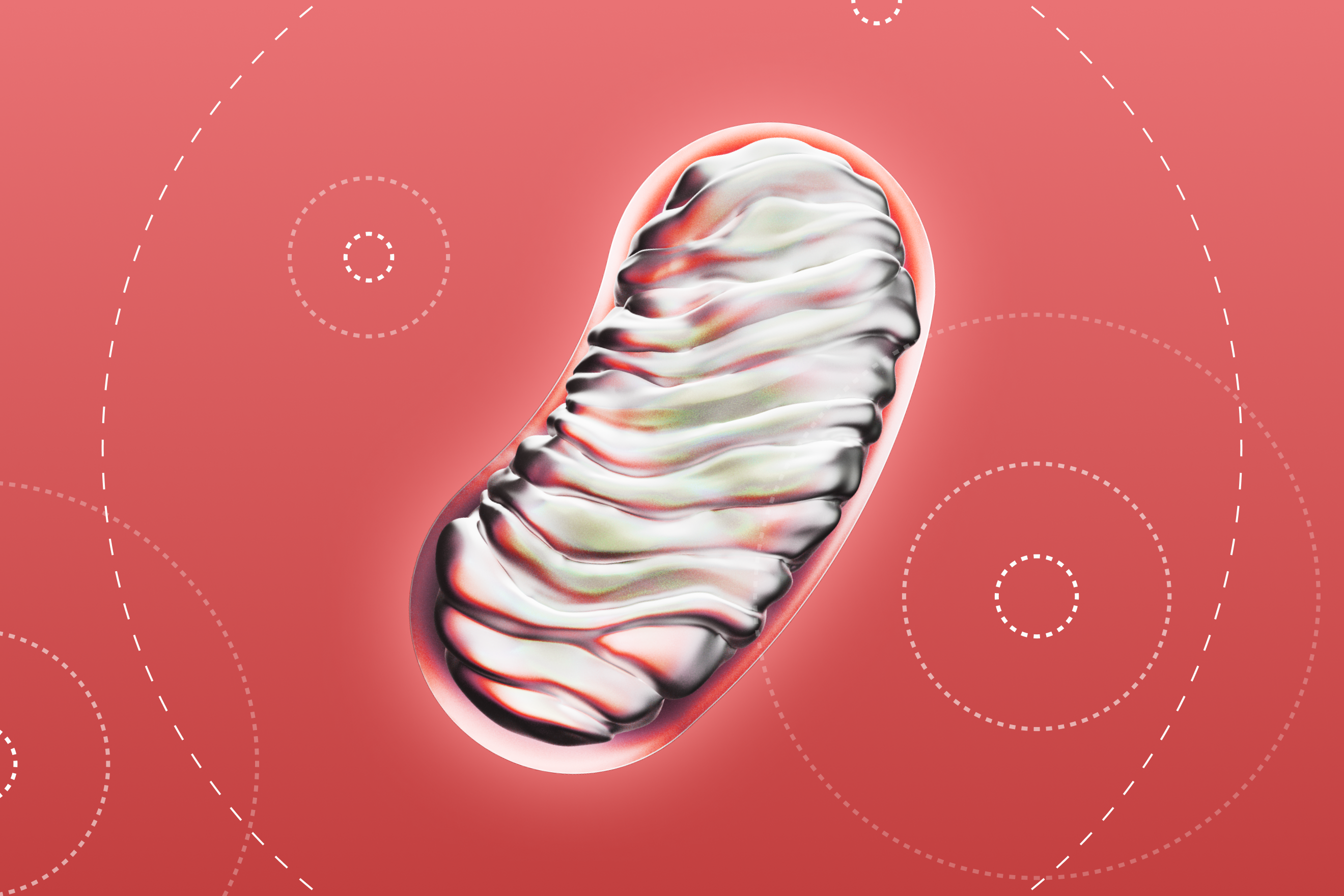 Mitochondria