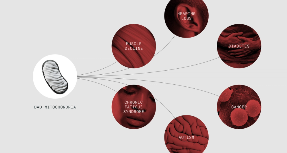 Bad mitochondria can lead to an array of different conditions and diseases
