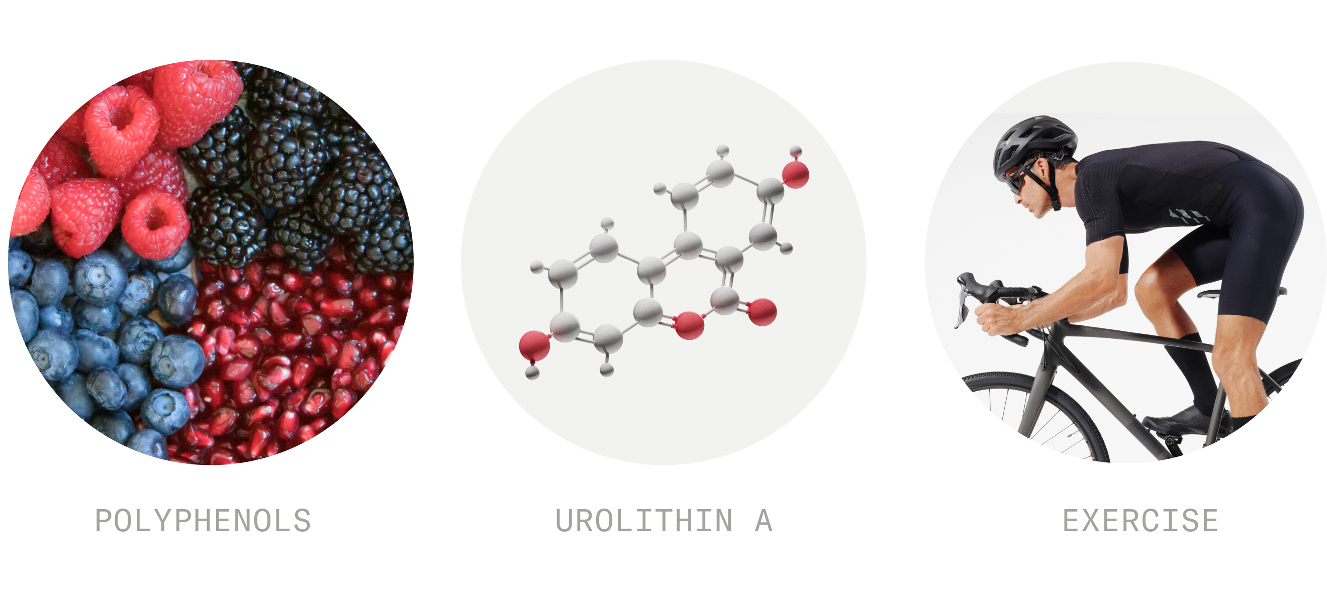Polyphenols, Urolithin A, Exercise