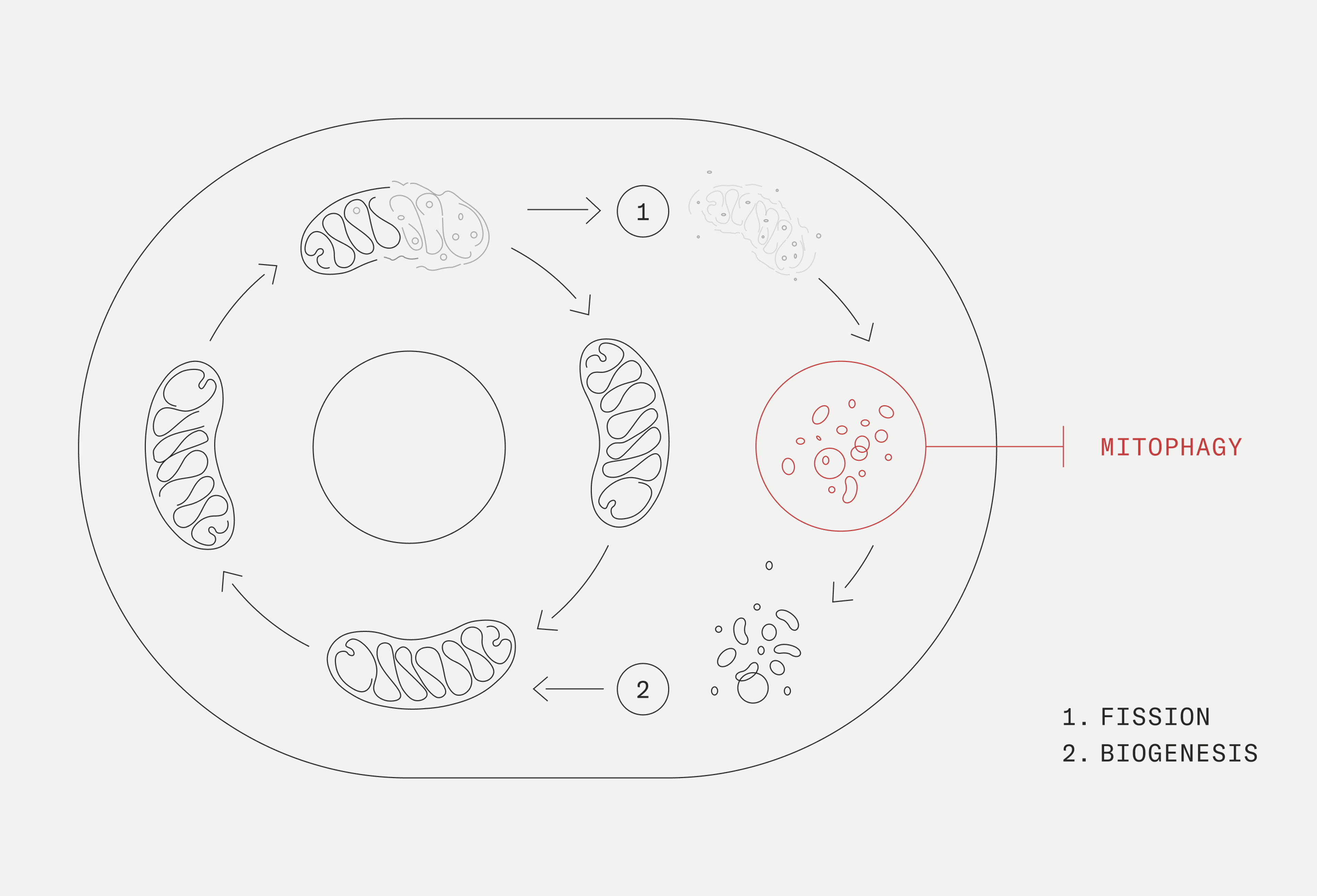 Mitophagy diagram