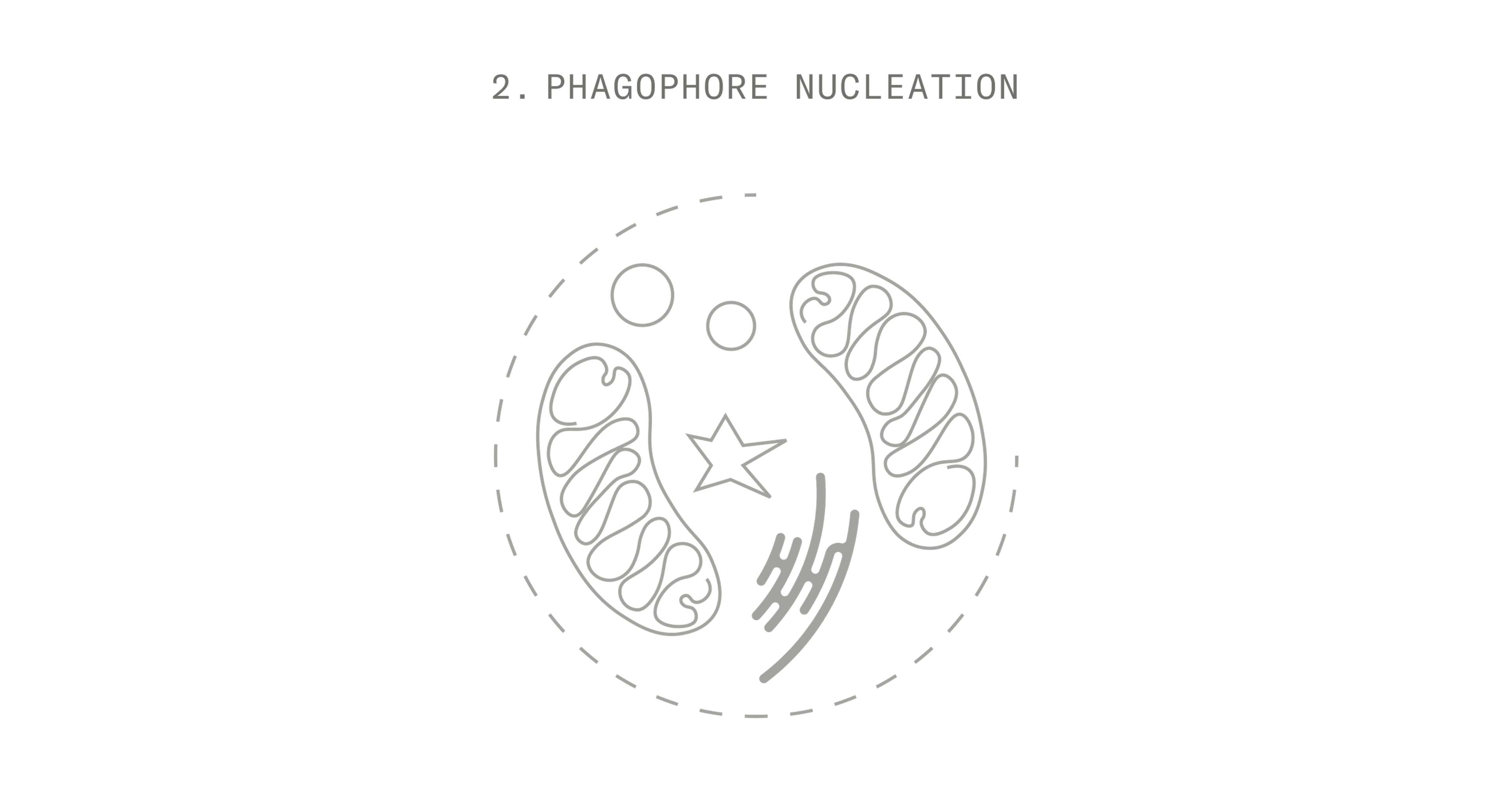 Autophagy Stage 2