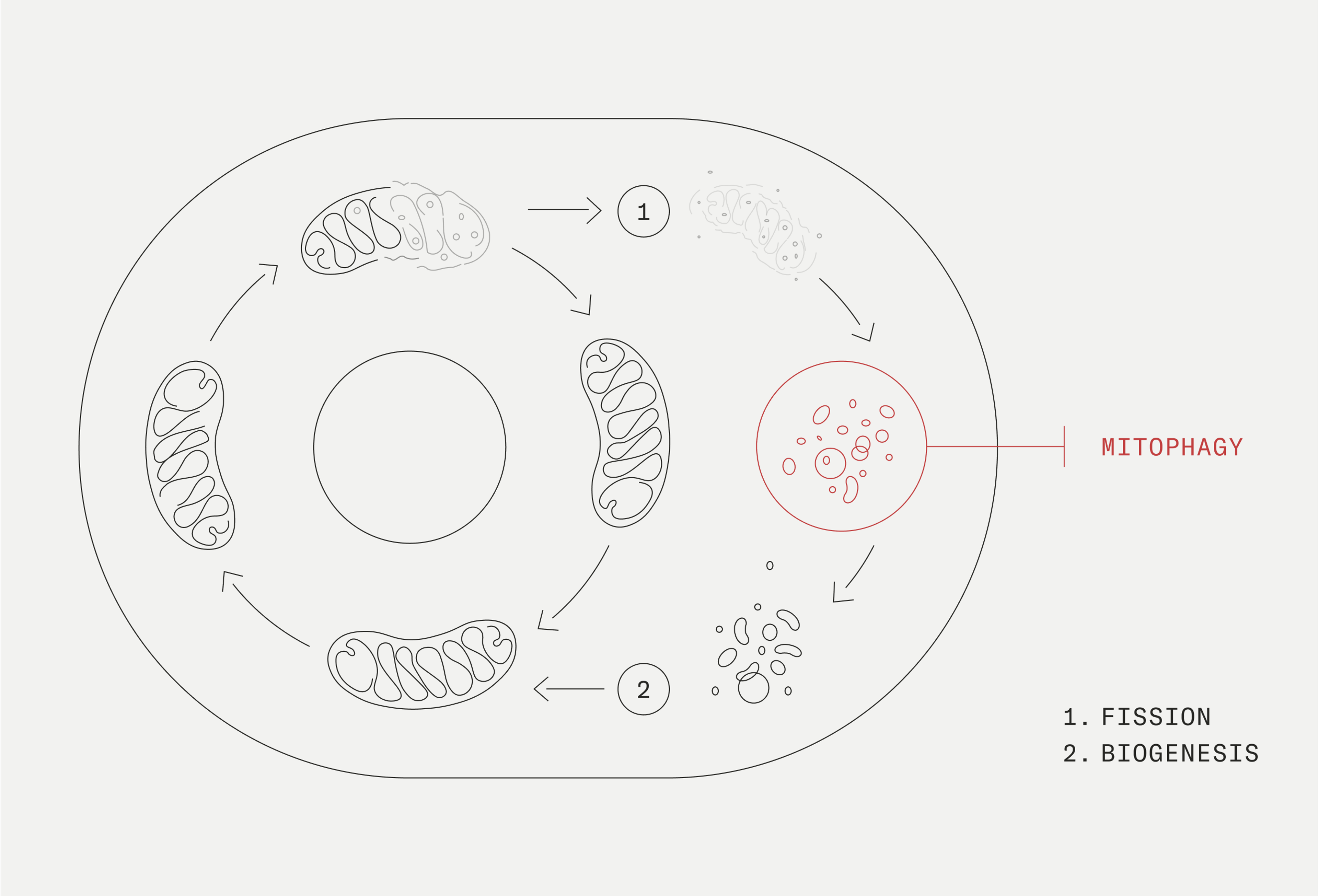 Mitophagy Diagram
