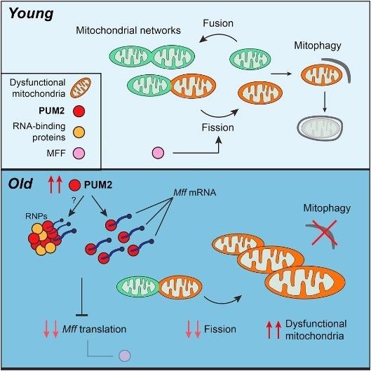 Remving PUM2 can increase mitophagy