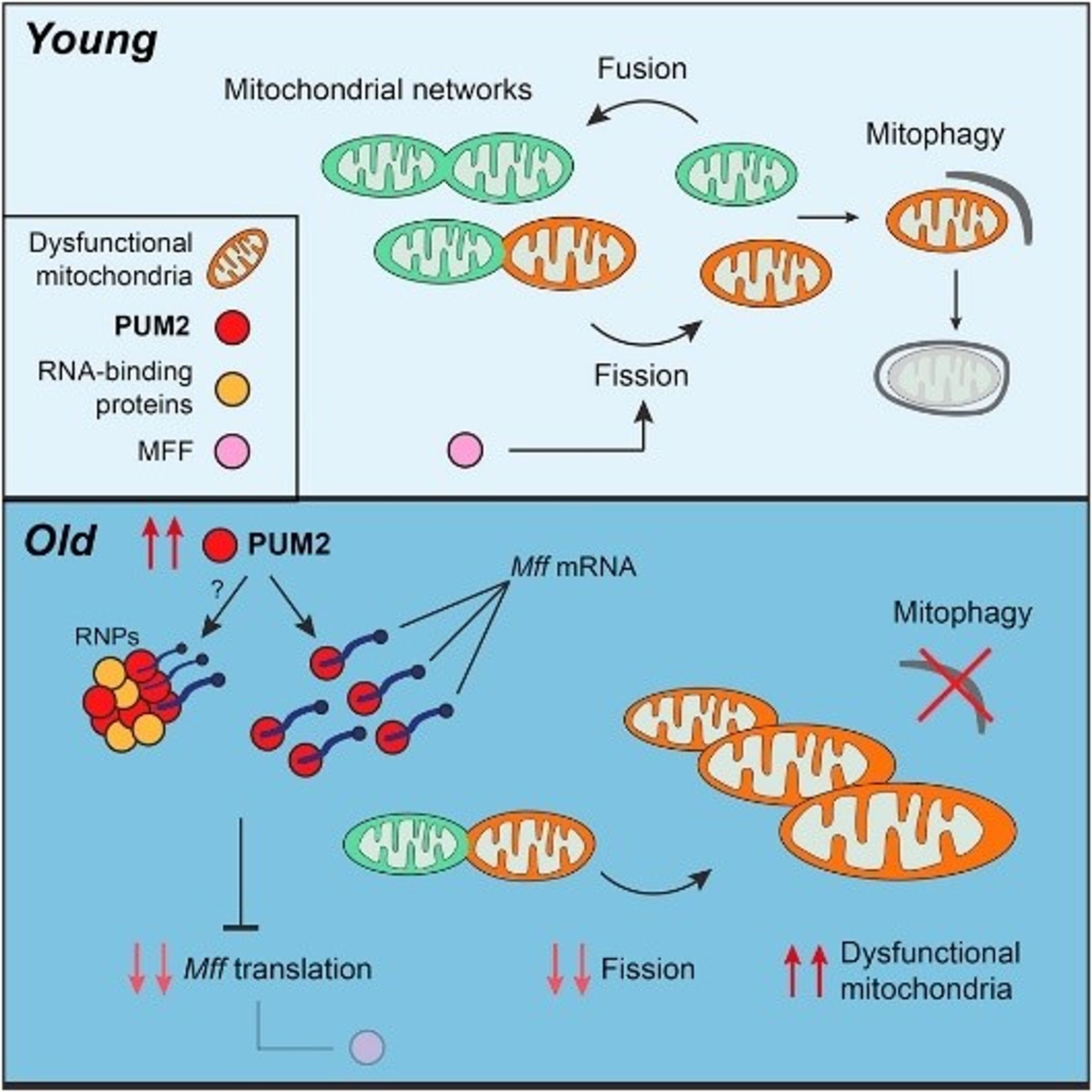Remving PUM2 can increase mitophagy
