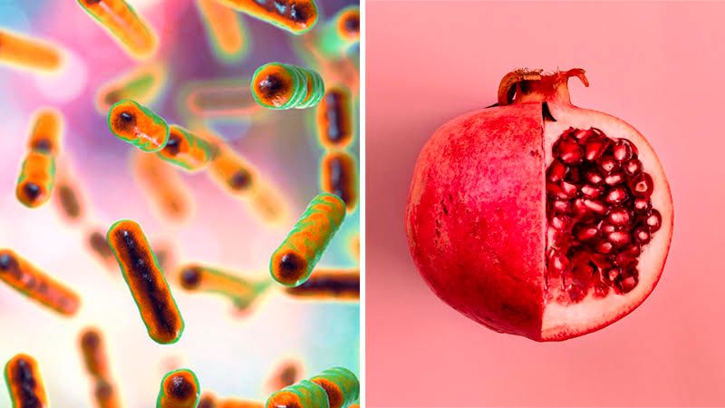 Mitochondria next to a pomegranate