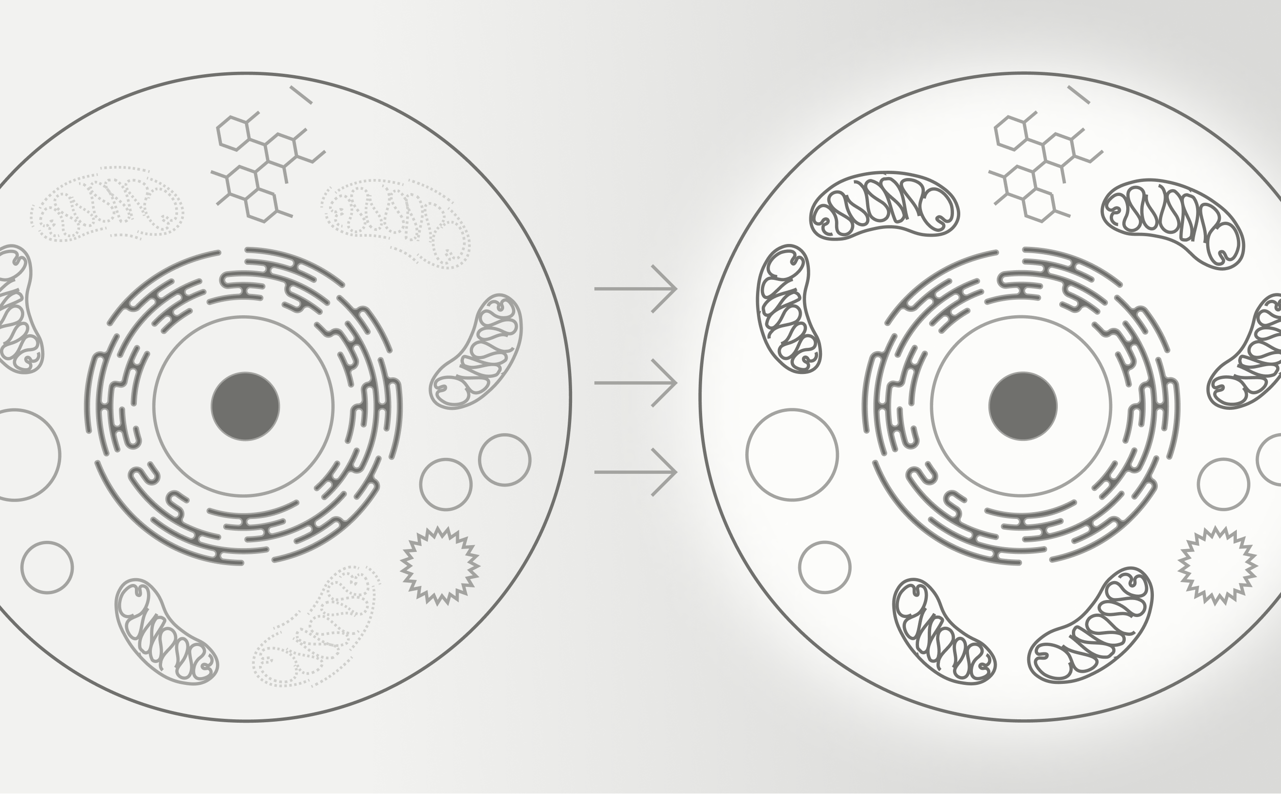 Recycling old mitochondria for cellular energy